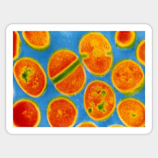 Staphylococcus aureus bacteria (B234/0030) Sticker